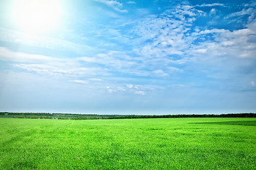 Image showing Green grass under blue sky