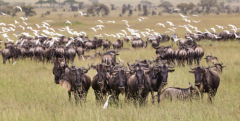 Image showing Wildebeests grazing in Serengeti National Park in Tanzania, East Africa.