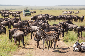 Image showing Wildebeests and Zebras grazing in Serengeti National Park in Tanzania, East Africa.