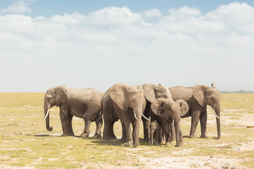 Image showing Herd of wild elephants in Amboseli National Park, Kemya.