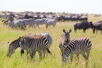 Image showing Zebras grazing in Serengeti National Park in Tanzania, East Africa.