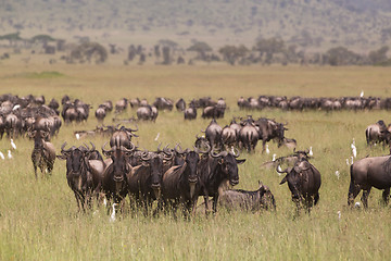 Image showing Wildebeests grazing in Serengeti National Park in Tanzania, East Africa.