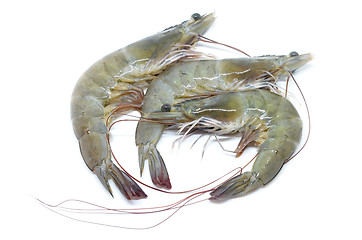 Image showing Fresh raw prawns