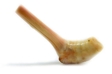 Image showing Galangal Thai ginger