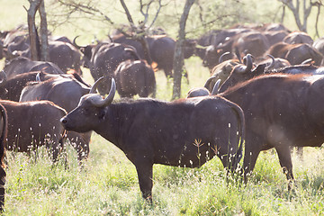 Image showing African Buffalo herd in the Ngorongoro Crater, Tanzania