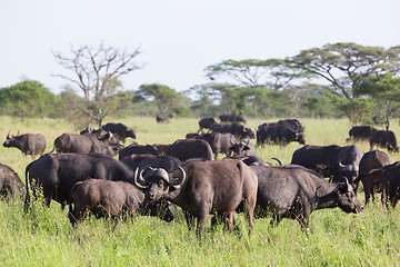 Image showing African Buffalo herd in the Ngorongoro Crater, Tanzania