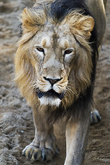 Image showing Lion (a male)