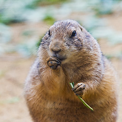 Image showing Black-tailed prairie dog