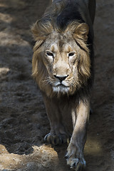 Image showing Lion (a male)