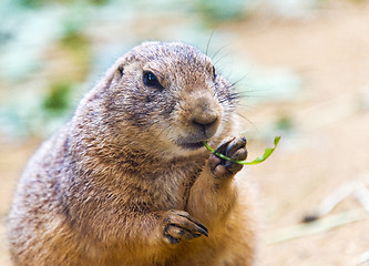 Image showing Black-tailed prairie dog