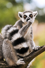 Image showing Ring-tailed lemur (Lemur catta)