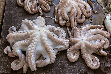 Image showing Close up fresh octopus at fish market.