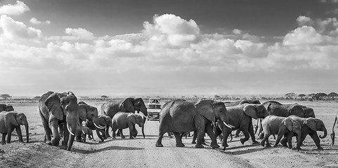 Image showing Herd of big wild elephants crossing dirt roadi in Amboseli national park, Kenya.