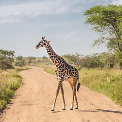 Image showing Solitary giraffe in Amboseli national park, Kenya.