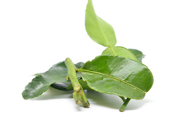 Image showing Bergamot kaffir lime leaves