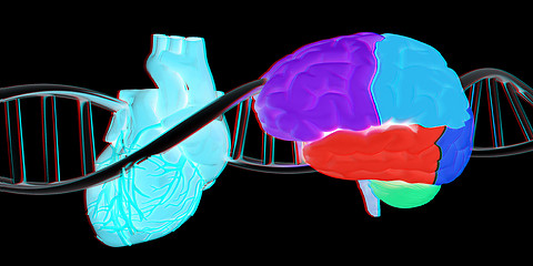 Image showing DNA, brain and heart. 3d illustration. Anaglyph. View with red/c
