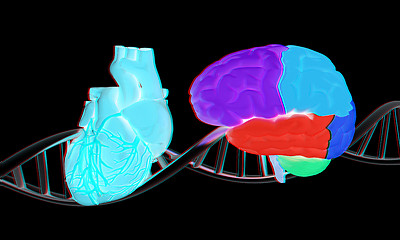 Image showing DNA, brain and heart. 3d illustration. Anaglyph. View with red/c