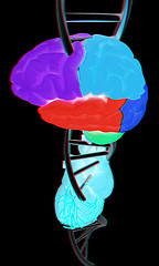 Image showing DNA, brain and heart. 3d illustration. Anaglyph. View with red/c