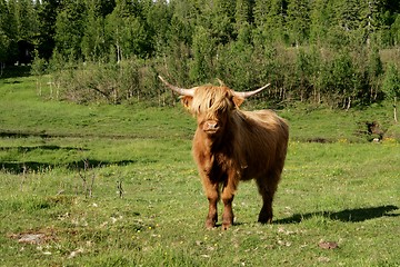 Image showing Scottish Highland cow