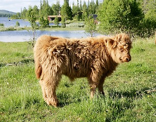 Image showing Scottish Highland calf