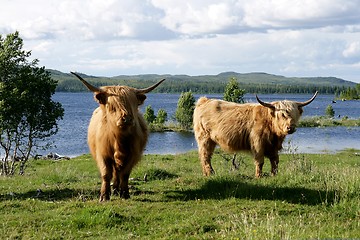 Image showing Scottish Highland cattle