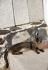 Image showing cat sleeping in the sunlight greek islands