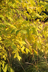 Image showing Autumn tree branches