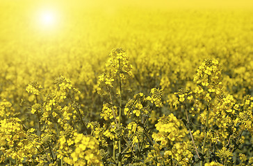 Image showing Field of flowers winter cress