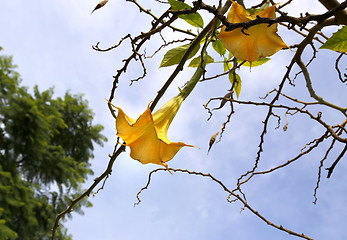 Image showing Yellow brugmansia named angels trumpet or Datura flower