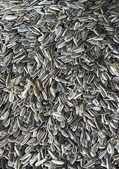 Image showing Sunflower seeds