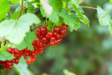 Image showing berries of red currant
