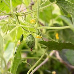 Image showing Grape-size cucamelon fruit hanging from vine 