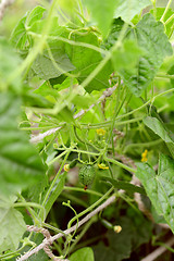 Image showing Leafy melothria scabra vine with developing cucamelon fruits