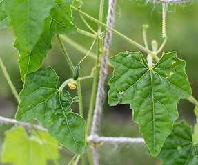 Image showing Small cucamelon with yellow flower among rich green leaves