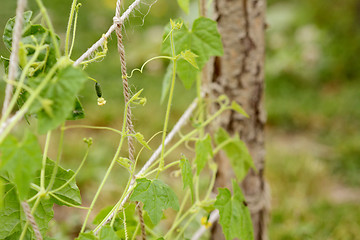 Image showing Tiny cucamelon fruit with flower