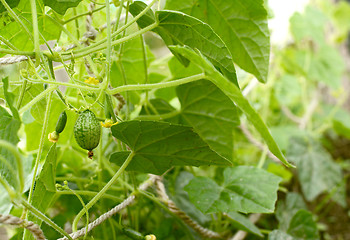 Image showing Growing cucamelon fruits hidden among lush foliage