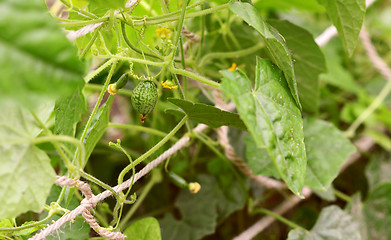 Image showing Leafy cucamelon vine with curly tendrils and developing fruits