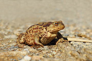 Image showing common toad on gravel