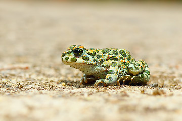 Image showing young european common green toad