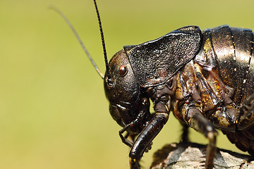 Image showing macro image of big bellied cricket