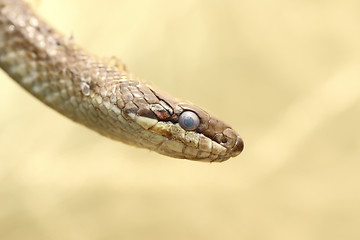 Image showing portrait of a smooth snake 