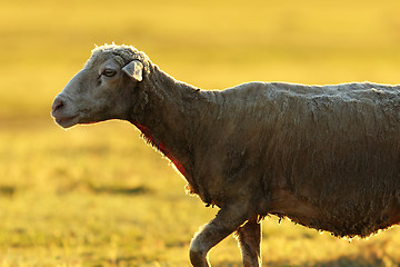Image showing closeup of a sheep in sunrise light