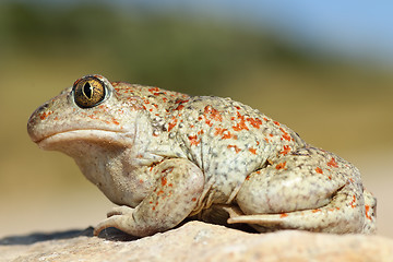 Image showing beautiful colored garlic toad