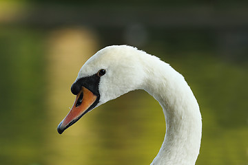 Image showing closeup of beautiful mute swan