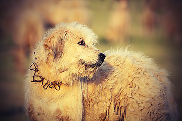 Image showing romanian sheep hound