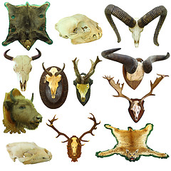 Image showing collection of isolated hunting trophies