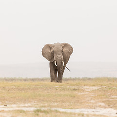 Image showing Herd of wild elephants in Amboseli National Park, Kenya.