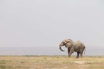 Image showing Herd of wild elephants in Amboseli National Park, Kenya.