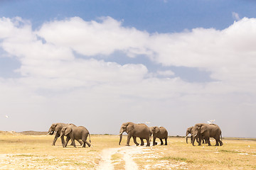 Image showing Herd of wild elephants in Amboseli National Park, Kenya.