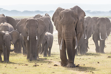 Image showing Herd of wild elephants in Amboseli National Park, Kenya.